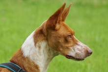 BOOMER, Hund, Podenco Andaluz in Golmbach - Bild 9