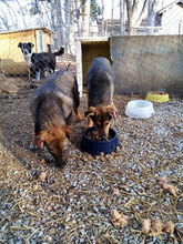 NORMA, Hund, Mischlingshund in Bulgarien - Bild 15