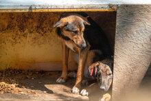 NORMA, Hund, Mischlingshund in Bulgarien - Bild 2