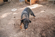 NORMA, Hund, Mischlingshund in Bulgarien - Bild 3
