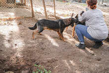 NORMA, Hund, Mischlingshund in Bulgarien - Bild 5
