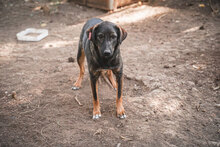 NORMA, Hund, Mischlingshund in Bulgarien - Bild 7