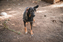NORMA, Hund, Mischlingshund in Bulgarien - Bild 8