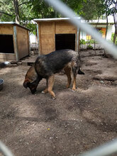 NORMA, Hund, Mischlingshund in Bulgarien - Bild 9