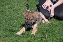 RISCO, Hund, Mischlingshund in Duderstadt - Bild 17