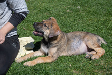 RISCO, Hund, Mischlingshund in Duderstadt - Bild 19