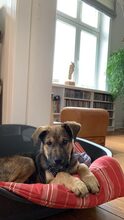 RISCO, Hund, Mischlingshund in Duderstadt - Bild 21
