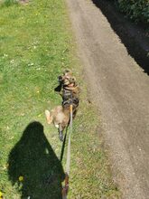 RISCO, Hund, Mischlingshund in Duderstadt - Bild 25