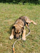 RISCO, Hund, Mischlingshund in Duderstadt - Bild 30