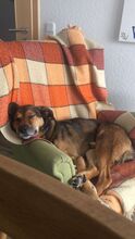 RISCO, Hund, Mischlingshund in Duderstadt - Bild 4