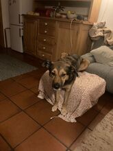 RISCO, Hund, Mischlingshund in Duderstadt - Bild 5