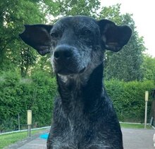 TASHI, Hund, Deutscher Schäferhund in Senden - Bild 11
