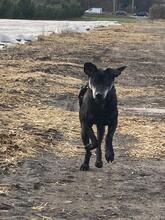 TASHI, Hund, Deutscher Schäferhund in Senden - Bild 13