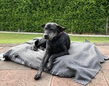 TASHI, Hund, Deutscher Schäferhund in Senden - Bild 22