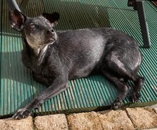 TASHI, Hund, Deutscher Schäferhund in Senden - Bild 8