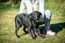 SCHWARZ, Hund, Mischlingshund in Ungarn - Bild 1