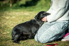 SCHWARZ, Hund, Mischlingshund in Ungarn - Bild 2