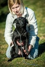 SCHWARZ, Hund, Mischlingshund in Ungarn - Bild 4