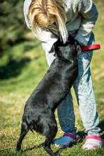 SCHWARZ, Hund, Mischlingshund in Ungarn - Bild 9