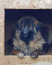TINE, Hund, Mischlingshund in Meuselwitz - Bild 1