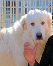 SAUL, Hund, Mischlingshund in Italien - Bild 2