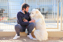 SAUL, Hund, Mischlingshund in Italien - Bild 4