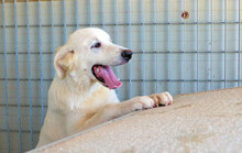 SAUL, Hund, Mischlingshund in Italien - Bild 9