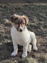 KATJA, Hund, Mischlingshund in Rumänien - Bild 10