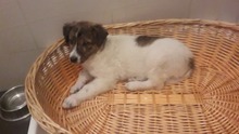 KATJA, Hund, Mischlingshund in Rumänien - Bild 11