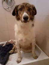KATJA, Hund, Mischlingshund in Rumänien - Bild 2