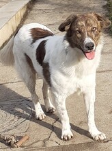 KATJA, Hund, Mischlingshund in Rumänien - Bild 3