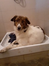 KATJA, Hund, Mischlingshund in Rumänien - Bild 5