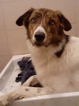 KATJA, Hund, Mischlingshund in Rumänien - Bild 6