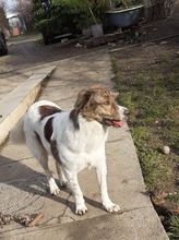 KATJA, Hund, Mischlingshund in Rumänien - Bild 8