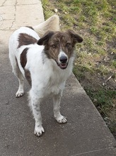 KATJA, Hund, Mischlingshund in Rumänien - Bild 9