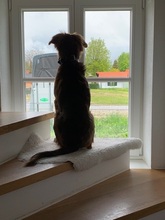 PACO, Hund, Mischlingshund in Obermeitingen - Bild 16