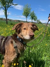 PACO, Hund, Mischlingshund in Obermeitingen - Bild 18