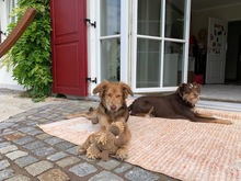 PACO, Hund, Mischlingshund in Obermeitingen - Bild 21