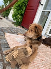 PACO, Hund, Mischlingshund in Obermeitingen - Bild 22