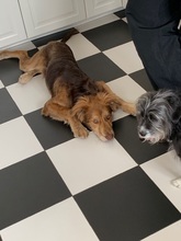 PACO, Hund, Mischlingshund in Obermeitingen - Bild 6