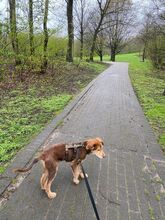 PACO, Hund, Mischlingshund in Obermeitingen - Bild 9