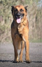 OMEGA, Hund, Mischlingshund in Slowakische Republik - Bild 1