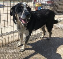 BOUDALAS, Hund, Mischlingshund in Griechenland - Bild 4
