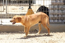 FORTUNATO, Hund, Segugio Italiano-Mix in Italien - Bild 28