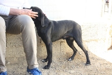 FORTUNELLO, Hund, Pointer-Beagle-Mix in Gelsenkirchen - Bild 65