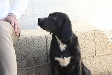 FORTUNELLO, Hund, Pointer-Beagle-Mix in Gelsenkirchen - Bild 66