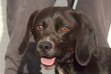 FORTUNELLO, Hund, Pointer-Beagle-Mix in Gelsenkirchen - Bild 67