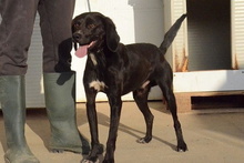 FORTUNELLO, Hund, Pointer-Beagle-Mix in Gelsenkirchen - Bild 68