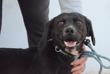 FORTUNELLO, Hund, Pointer-Beagle-Mix in Gelsenkirchen - Bild 69