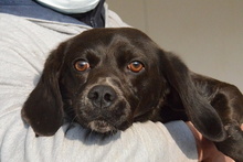 FORTUNELLO, Hund, Pointer-Beagle-Mix in Gelsenkirchen - Bild 70